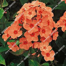 100PCS unique 24 different colors US phlox flowers potted bonsai seeds home garden