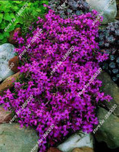 100PCS unique 24 different colors US phlox flowers potted bonsai seeds home garden