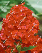 100PCS unique 24 different colors US phlox flowers potted bonsai seeds home garden