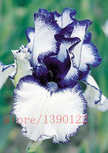 50pcs rare iris ,iris seeds,bonsai flower seeds,24 colours, Heirloom Iris Tectorum Perennial Flower Seeds, plant for home garden