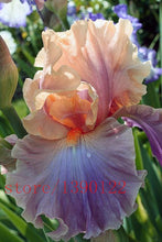 50pcs rare iris ,iris seeds,bonsai flower seeds,24 colours, Heirloom Iris Tectorum Perennial Flower Seeds, plant for home garden