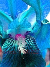 50pcs rare iris ,iris seeds,bonsai flower seeds,24 colours, Heirloom Iris Tectorum Perennial Flower Seeds, plant for home garden