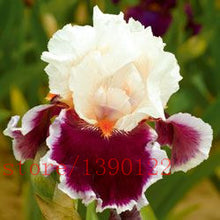 50pcs rare iris ,iris seeds,bonsai flower seeds,24 colours, Heirloom Iris Tectorum Perennial Flower Seeds, plant for home garden