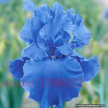 50pcs rare iris ,iris seeds,bonsai flower seeds,24 colours, Heirloom Iris Tectorum Perennial Flower Seeds, plant for home garden