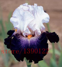 50pcs rare iris ,iris seeds,bonsai flower seeds,24 colours, Heirloom Iris Tectorum Perennial Flower Seeds, plant for home garden