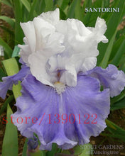 50pcs rare iris ,iris seeds,bonsai flower seeds,24 colours, Heirloom Iris Tectorum Perennial Flower Seeds, plant for home garden