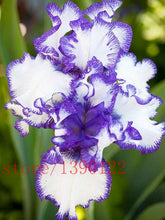 50pcs rare iris ,iris seeds,bonsai flower seeds,24 colours, Heirloom Iris Tectorum Perennial Flower Seeds, plant for home garden