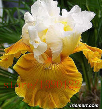 50pcs rare iris ,iris seeds,bonsai flower seeds,24 colours, Heirloom Iris Tectorum Perennial Flower Seeds, plant for home garden