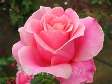 2016 25 Kinds Rose 100pcs/bag of one kind of rose seeds DIY bonsai pot Home Garden Decoration Flower seeds