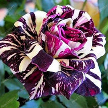 2016 25 Kinds Rose 100pcs/bag of one kind of rose seeds DIY bonsai pot Home Garden Decoration Flower seeds