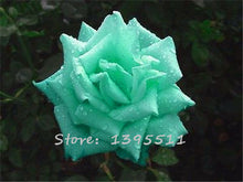 2016 25 Kinds Rose 100pcs/bag of one kind of rose seeds DIY bonsai pot Home Garden Decoration Flower seeds