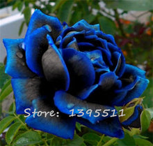 2016 25 Kinds Rose 100pcs/bag of one kind of rose seeds DIY bonsai pot Home Garden Decoration Flower seeds