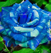 2016 25 Kinds Rose 100pcs/bag of one kind of rose seeds DIY bonsai pot Home Garden Decoration Flower seeds