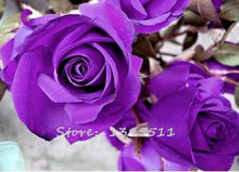 2016 25 Kinds Rose 100pcs/bag of one kind of rose seeds DIY bonsai pot Home Garden Decoration Flower seeds