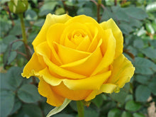 2016 25 Kinds Rose 100pcs/bag of one kind of rose seeds DIY bonsai pot Home Garden Decoration Flower seeds