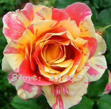 2016 25 Kinds Rose 100pcs/bag of one kind of rose seeds DIY bonsai pot Home Garden Decoration Flower seeds