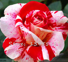 2016 25 Kinds Rose 100pcs/bag of one kind of rose seeds DIY bonsai pot Home Garden Decoration Flower seeds