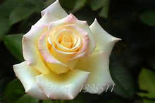 2016 25 Kinds Rose 100pcs/bag of one kind of rose seeds DIY bonsai pot Home Garden Decoration Flower seeds