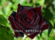 2016 25 Kinds Rose 100pcs/bag of one kind of rose seeds DIY bonsai pot Home Garden Decoration Flower seeds