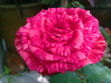 2016 25 Kinds Rose 100pcs/bag of one kind of rose seeds DIY bonsai pot Home Garden Decoration Flower seeds