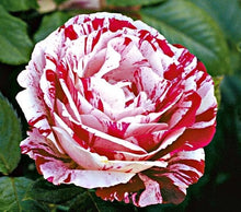 2016 25 Kinds Rose 100pcs/bag of one kind of rose seeds DIY bonsai pot Home Garden Decoration Flower seeds