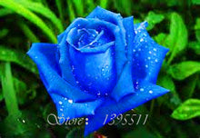 2016 25 Kinds Rose 100pcs/bag of one kind of rose seeds DIY bonsai pot Home Garden Decoration Flower seeds