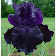 100pcs iris seeds,Iris orchid seeds,Rare Heirloom Tectorum Perennial Flower Seeds,24 colours to choose,plant for home gatden