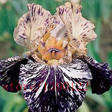 100pcs iris seeds,Iris orchid seeds,Rare Heirloom Tectorum Perennial Flower Seeds,24 colours to choose,plant for home gatden