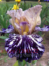 100pcs iris seeds,Iris orchid seeds,Rare Heirloom Tectorum Perennial Flower Seeds,24 colours to choose,plant for home gatden