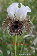 100pcs iris seeds,Iris orchid seeds,Rare Heirloom Tectorum Perennial Flower Seeds,24 colours to choose,plant for home gatden