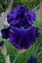 100pcs iris seeds,Iris orchid seeds,Rare Heirloom Tectorum Perennial Flower Seeds,24 colours to choose,plant for home gatden