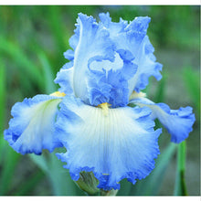 100pcs iris seeds,Iris orchid seeds,Rare Heirloom Tectorum Perennial Flower Seeds,24 colours to choose,plant for home gatden