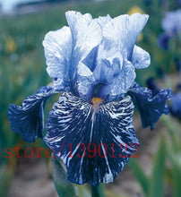 100pcs iris seeds,Iris orchid seeds,Rare Heirloom Tectorum Perennial Flower Seeds,24 colours to choose,plant for home gatden