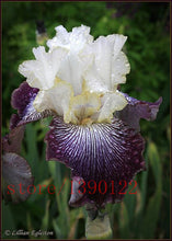 100pcs iris seeds,Iris orchid seeds,Rare Heirloom Tectorum Perennial Flower Seeds,24 colours to choose,plant for home gatden