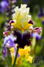 100pcs iris seeds,Iris orchid seeds,Rare Heirloom Tectorum Perennial Flower Seeds,24 colours to choose,plant for home gatden
