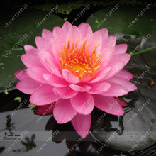 10pcs/bag lotus flower lotus seeds Aquatic plants bowl lotus water lily seeds Perennial Plant for home garden