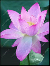 10pcs/bag lotus flower lotus seeds Aquatic plants bowl lotus water lily seeds Perennial Plant for home garden