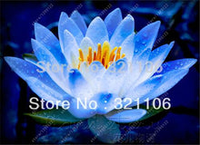 10pcs/bag lotus flower lotus seeds Aquatic plants bowl lotus water lily seeds Perennial Plant for home garden