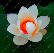 10pcs/bag lotus flower lotus seeds Aquatic plants bowl lotus water lily seeds Perennial Plant for home garden