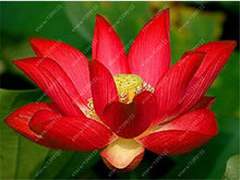 10pcs/bag lotus flower lotus seeds Aquatic plants bowl lotus water lily seeds Perennial Plant for home garden