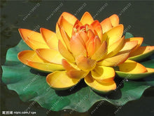 10pcs/bag lotus flower lotus seeds Aquatic plants bowl lotus water lily seeds Perennial Plant for home garden