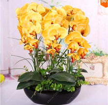 100PCS orchid-seed FLOWER seeds for home garden  Phalaenopsis orchid seeds buy-direct-from-china orquidea semente