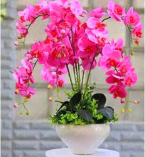 100PCS orchid-seed FLOWER seeds for home garden  Phalaenopsis orchid seeds buy-direct-from-china orquidea semente