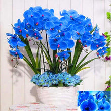 100PCS orchid-seed FLOWER seeds for home garden  Phalaenopsis orchid seeds buy-direct-from-china orquidea semente