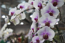 100PCS orchid-seed FLOWER seeds for home garden  Phalaenopsis orchid seeds buy-direct-from-china orquidea semente