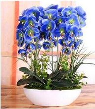 100PCS orchid-seed FLOWER seeds for home garden  Phalaenopsis orchid seeds buy-direct-from-china orquidea semente