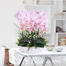 100PCS orchid-seed FLOWER seeds for home garden  Phalaenopsis orchid seeds buy-direct-from-china orquidea semente