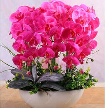 100PCS orchid-seed FLOWER seeds for home garden  Phalaenopsis orchid seeds buy-direct-from-china orquidea semente