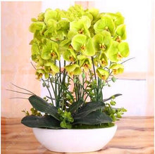 100PCS orchid-seed FLOWER seeds for home garden  Phalaenopsis orchid seeds buy-direct-from-china orquidea semente