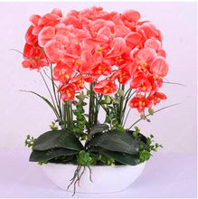 100PCS orchid-seed FLOWER seeds for home garden  Phalaenopsis orchid seeds buy-direct-from-china orquidea semente